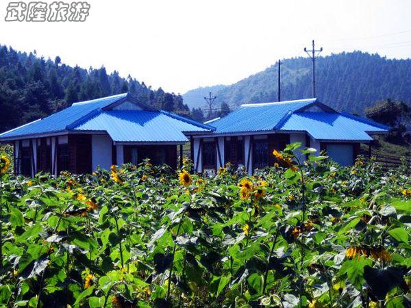 仙女山的向日葵情結