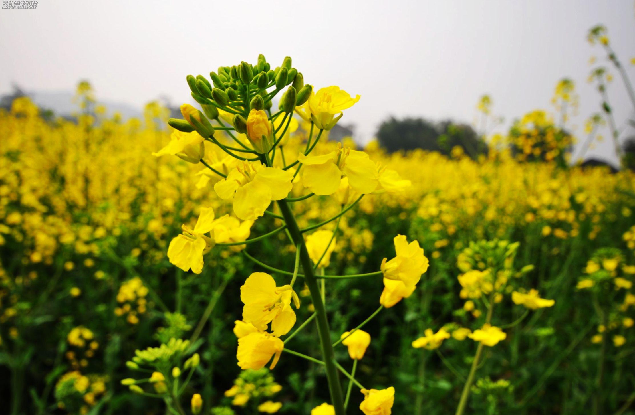 春天出游,乍暖乍寒,容易感冒。在旅途中要服用什么感冒藥呢?