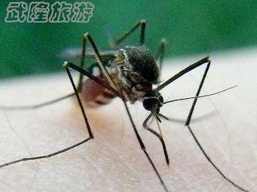 野外活動如何防蚊蟲叮咬