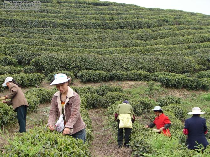 天尺茶場(chǎng)