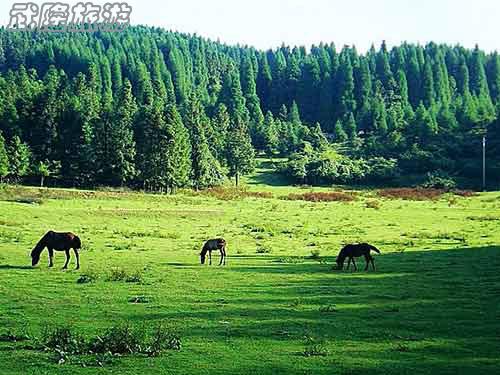 清明節(jié)武隆旅游將掀高潮 酒店、車票等需提前訂