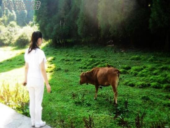 夏季游武隆仙女山 給心靈一次完美旅程