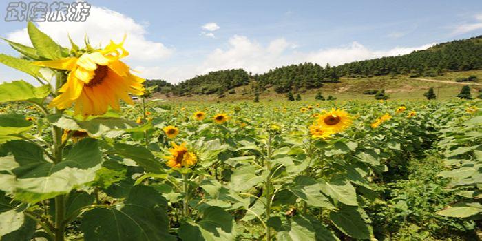 武隆仙女山葵花節(jié)
