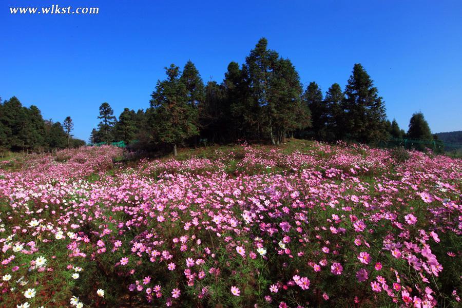 武隆踏春賞花攻略