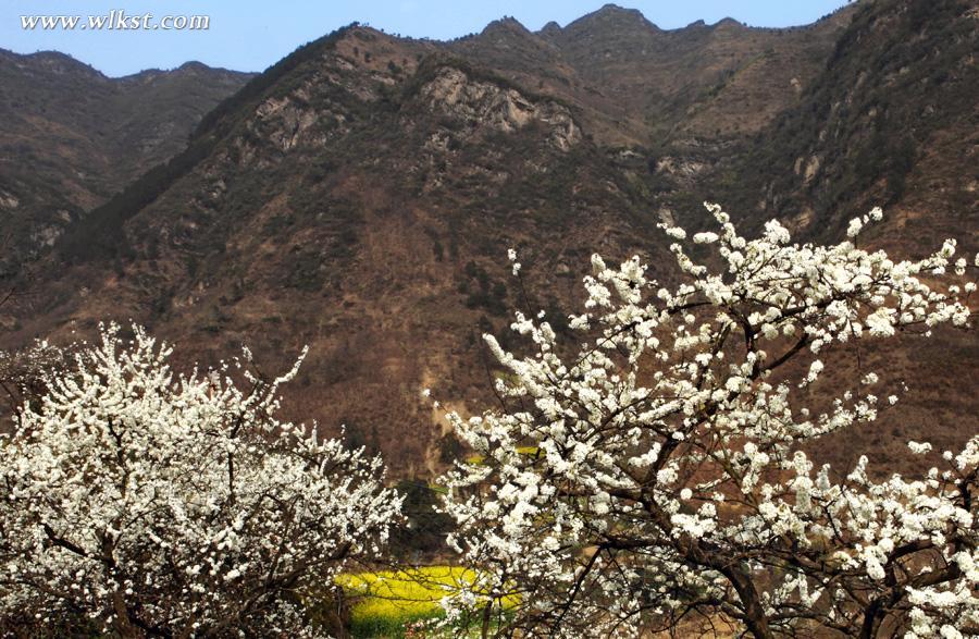 武隆踏春賞花攻略