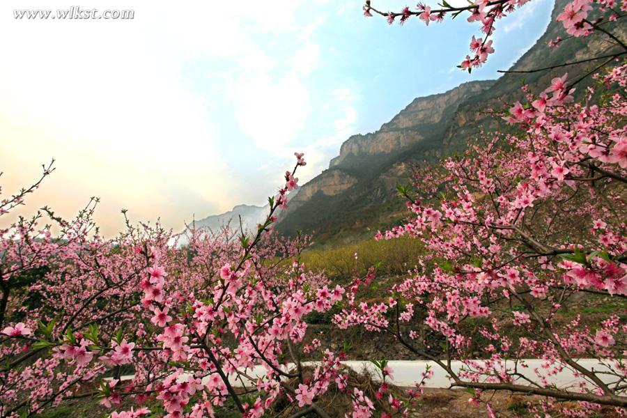 武隆踏春賞花攻略