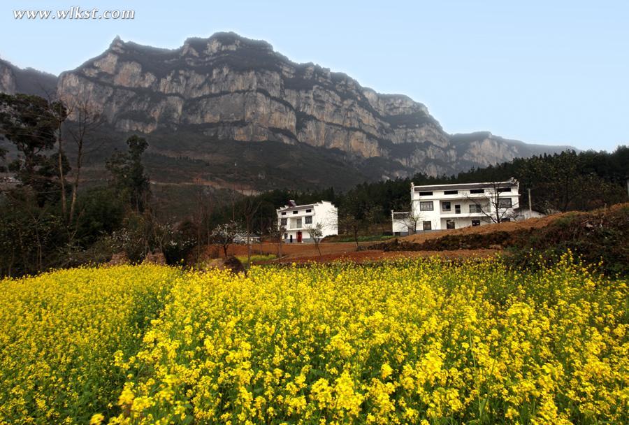 武隆踏春賞花攻略
