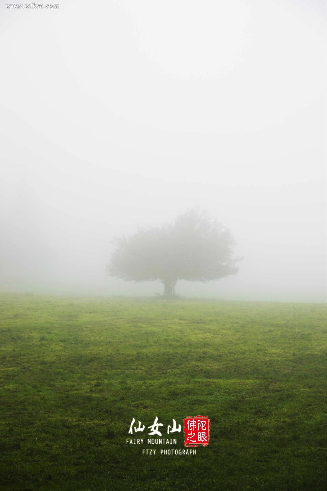 霧氣來了，遠處的草原隱秘到了霧里