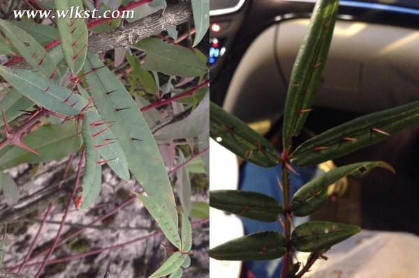 烏木、化石隨地撿，重慶無人峽谷大冒險（完整版）&mdash;&mdash;【女漢紙武隆秘境探險記】第十四節