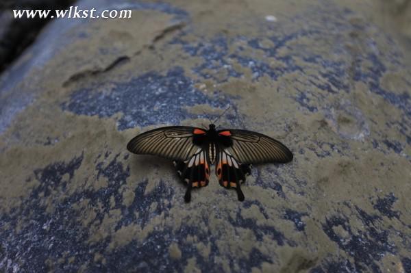烏木、化石隨地撿，重慶無人峽谷大冒險（完整版）&mdash;&mdash;【女漢紙武隆秘境探險記】第十四節