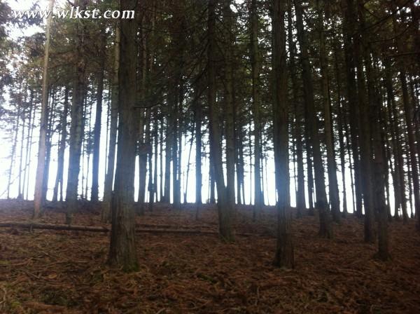 你好，2015。&mdash;&mdash;仙女山草原外圍&ldquo;迷路一日游&rdquo;