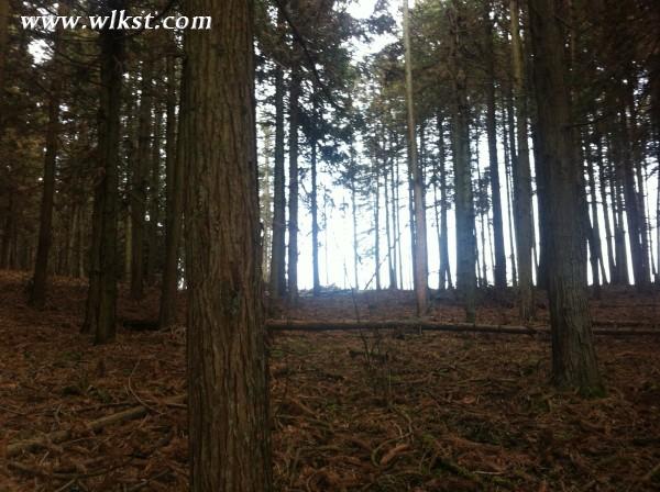 你好，2015。&mdash;&mdash;仙女山草原外圍&ldquo;迷路一日游&rdquo;