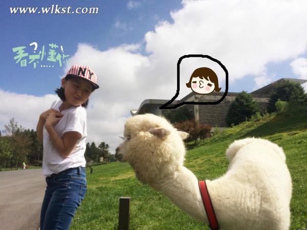 如果我是向日葵-你們就是我的陽光(重慶武隆)