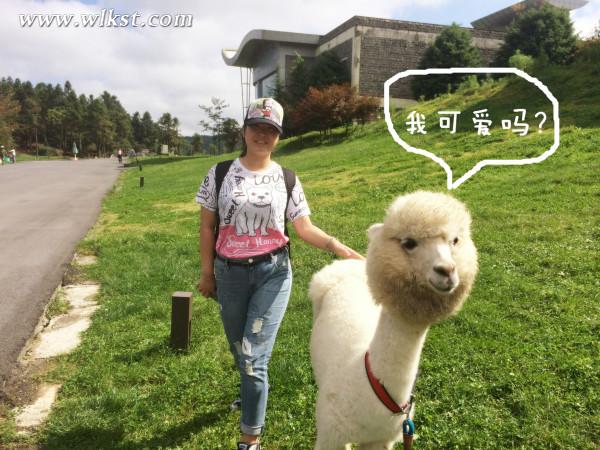 如果我是向日葵-你們就是我的陽光(重慶武隆)