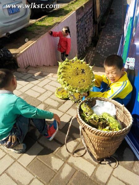 如果我是向日葵-你們就是我的陽光(重慶武隆)