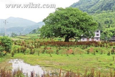 九耙樹已是雙河一景。
