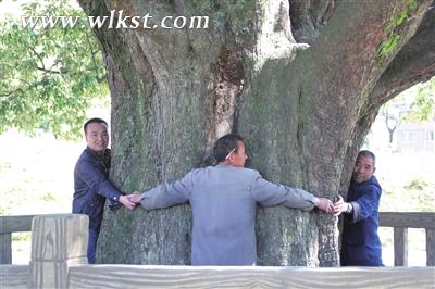 四五個成人才能將九耙樹合抱。