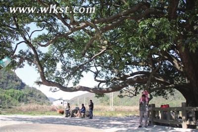 當地村民最愛在樹下乘涼小憩。