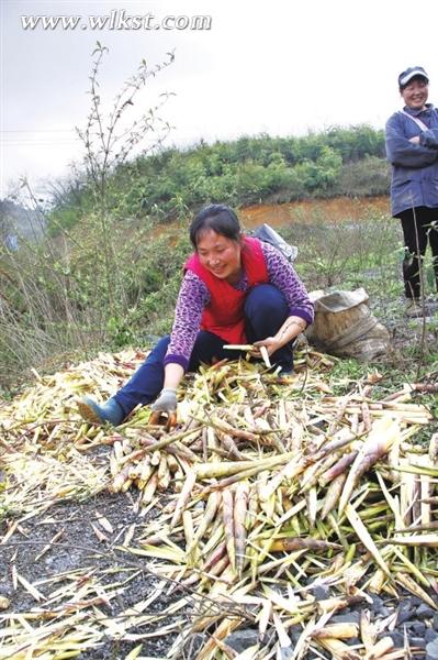 圖為曾自瓊在剝筍子。