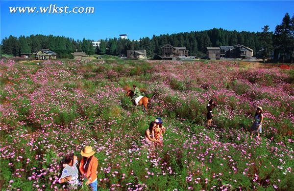 到仙女山播種格?；ǐI給媽媽