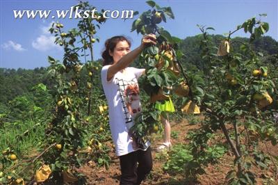 武隆鴨江萬(wàn)畝梨園