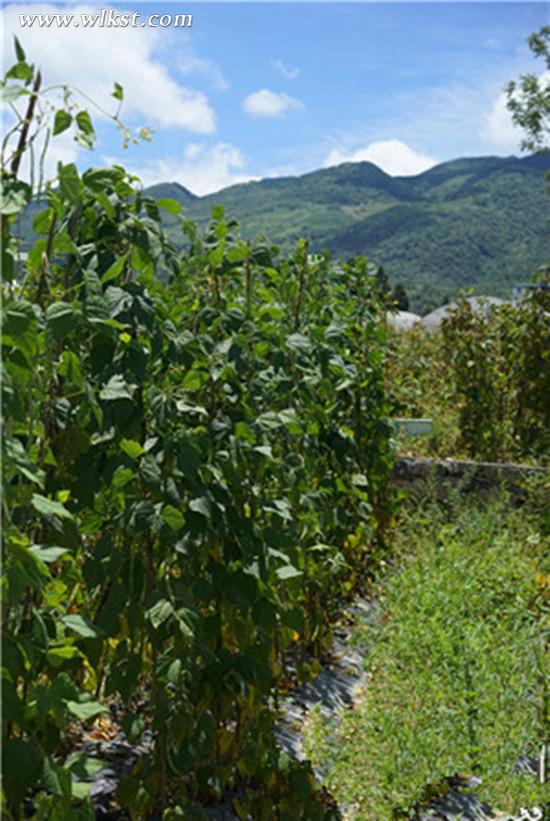 農家的新鮮蔬菜。