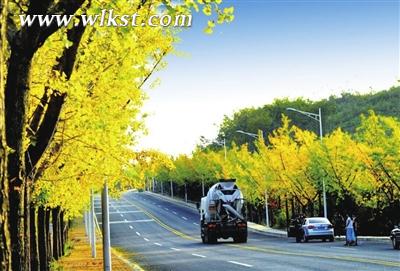 仙女山鎮銀杏大道惹人醉