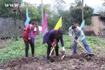 游客體驗挖紅薯