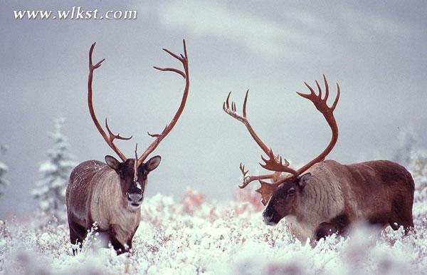 2015冬天仙女山旅游攻略(玩雪、門票、精彩看點等)