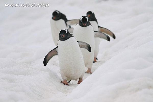 仙女山又有大動作 世界級偶像將現身！