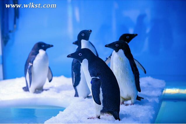 仙女山雪期將持續至3月份 一起玩轉冰雪童話世界