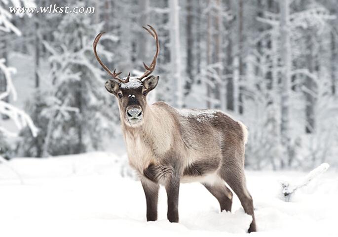 仙女山雪期將持續至3月份 一起玩轉冰雪童話世界