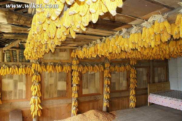 楊威父子在節目中住過的玉米房