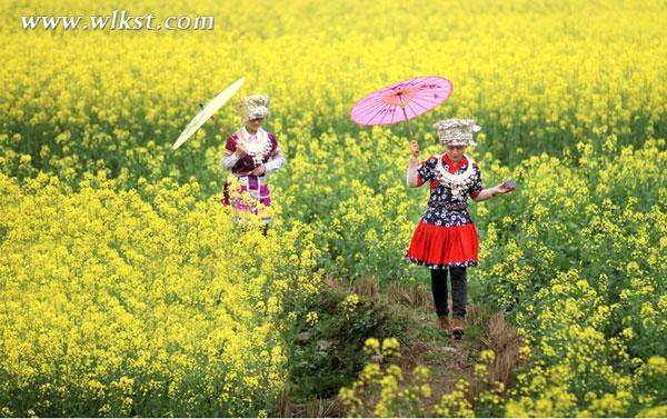 武隆廟埡油菜花