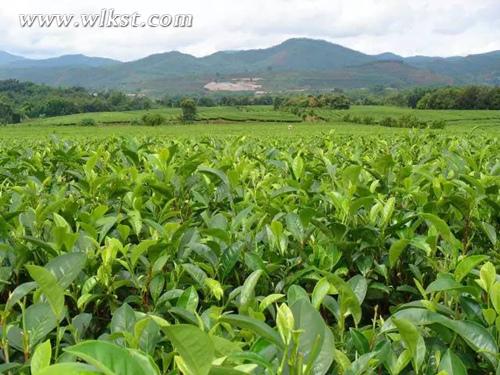  6400余畝的高山茶林