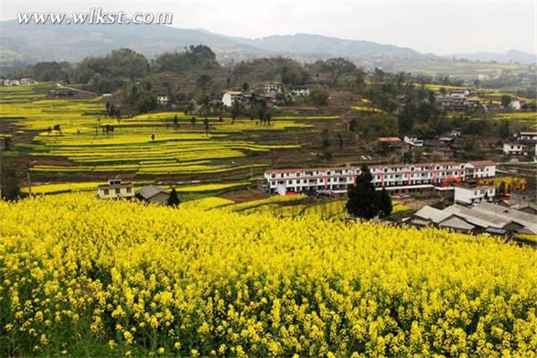 武隆廟埡油菜花