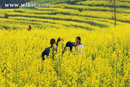  到廟埡鄉(xiāng)旅游的游客陶醉花海