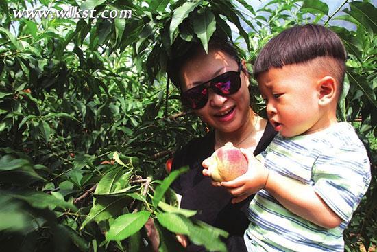 武隆火爐脆桃采摘游火熱