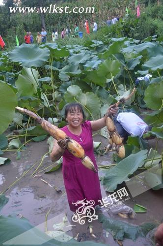 “藕愛你”挖藕大賽 記者 彭朝君 攝