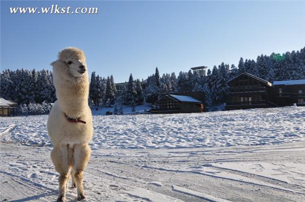 仙女山“萌寵”羊駝