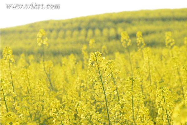 油菜花開(kāi)