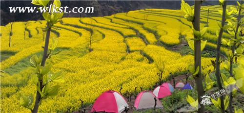 廟埡山地油菜花 武隆區委宣傳部供圖