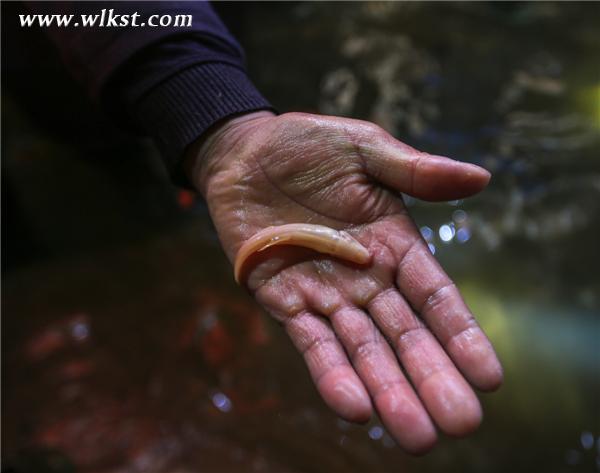 探險隊成員發現的神奇生物