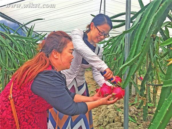 市民采摘火龍果。