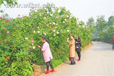 芙蓉花開惹人醉